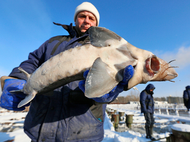 «Енисейский стандарт» назвал крупнейшее рыбное хозяйство Красноярского края