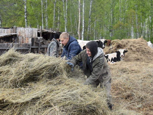 Гранты для начинающих сельхозпроизводителей Красноярского края выросли до 8 млн рублей