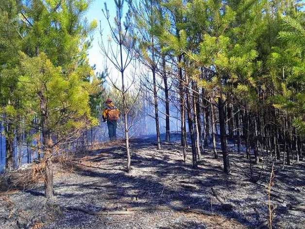 Сезон лесных пожаров стартовал в Красноярском крае

