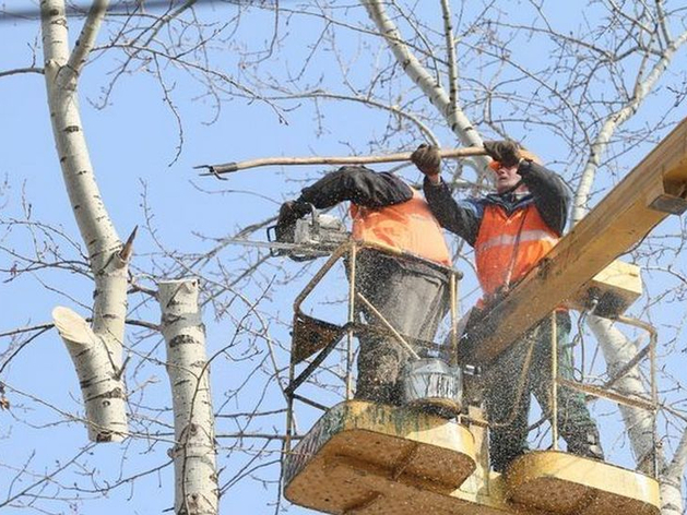 Осенью в Красноярске проведут обрезку 1,8 тыс деревьев