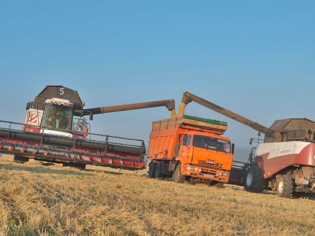 Аграриям Красноярского края возместили затраты на урожай зерновых прошлого года