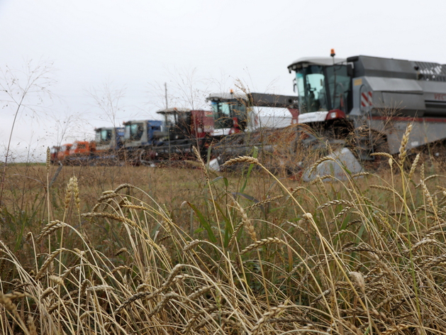 Хлеборобы Красноярского края собрали более 2,3 млн тонн зерна

