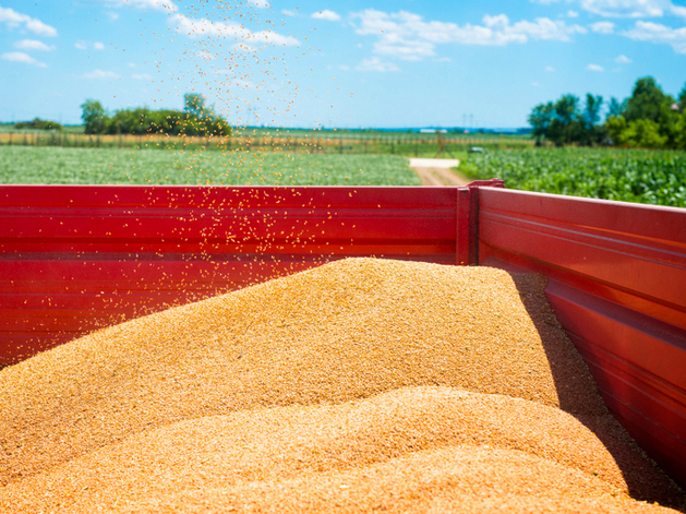 Экспорт зерна из Красноярского края вырос почти втрое

