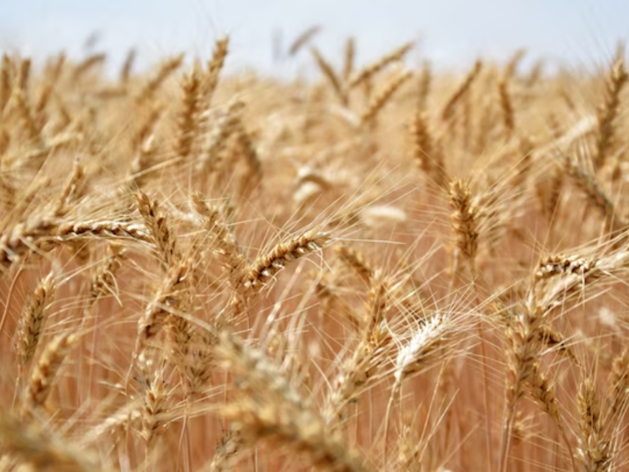 Предприятие из Канска получило право вывозить пшеницу и горох в Китай