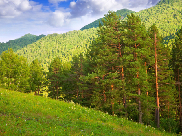Красноярский край потерял лидерство в лесных доходах