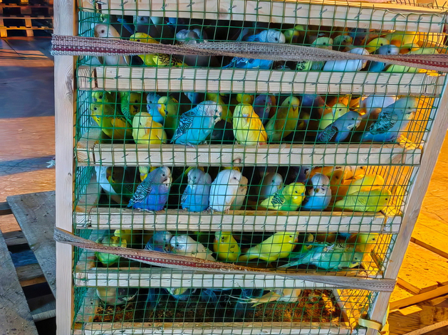 В Красноярск привезли 570 попугаев из Киргизии

