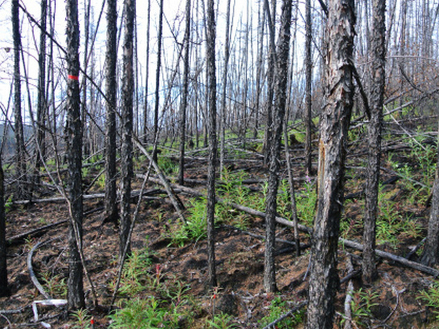Как таяние вечной мерзлоты повлияет на северные леса Сибири? 