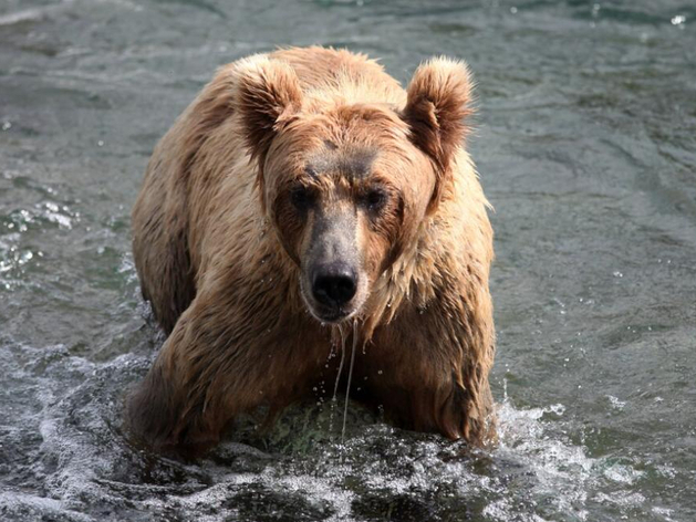 В Красноярске вводят режим повышенной готовности из-за медведей