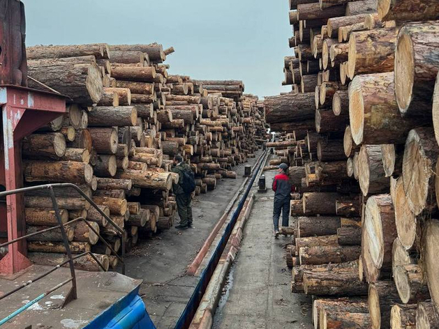 Китай забирает почти половину вывозимого из Красноярского края леса