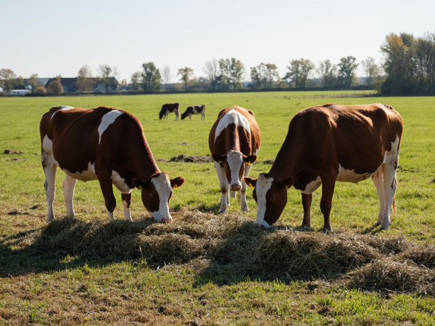 В Красноярске продается действующий мясокомбинат с оборотом в полмиллиарда
 В Красноярске продается действующий мясокомбинат с оборотом в полмиллиарда