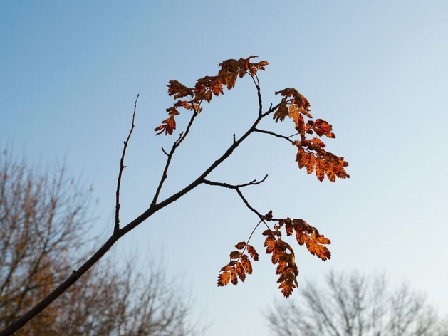 Зима временно отступает: в Красноярске ожидается потепление
Зима временно отступает: в Красноярске ожидается потепление