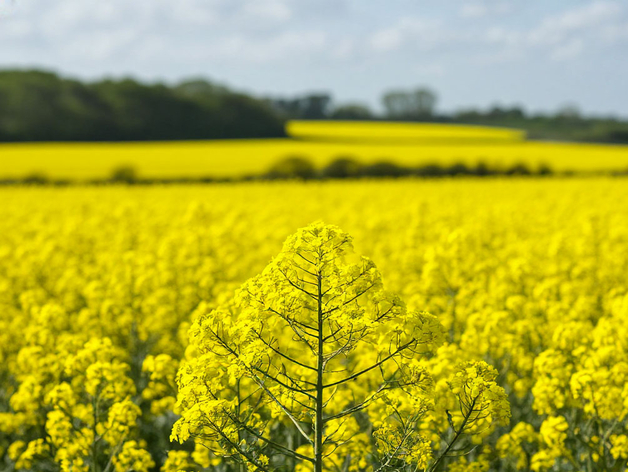 На месте хлебокомбината в Ачинске построили завод по переработке рапса за 1,12 млрд рублей На месте хлебокомбината в Ачинске построили завод по переработке рапса за 1,12 млрд рублей