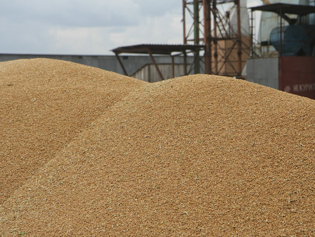 Не рапсом единым? Как изменились полевые поставки из Красноярска в Поднебесную за 2025 Не рапсом единым? Как изменились полевые поставки из Красноярска в Поднебесную за 2025